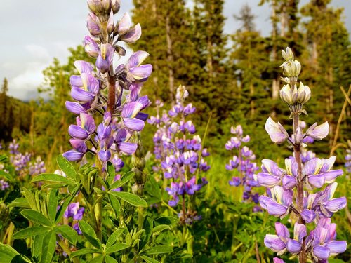 Skagway Alaska Yukon Cruise Excursion Cost