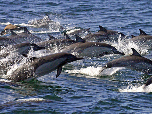 Mazatlan wild dolphins Excursion Prices