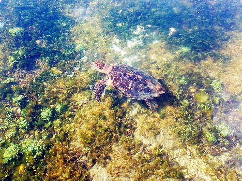 Freeport Bahamas Turtle Park Shore Excursion Cost