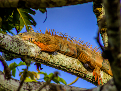 Belize guided eco nature adventure Cruise Excursion