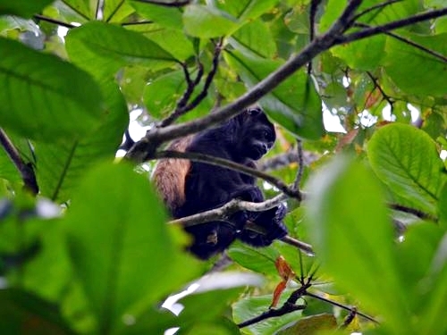 Puerto Limon Costa Rica Tortuguero Channel Shore Excursion Booking