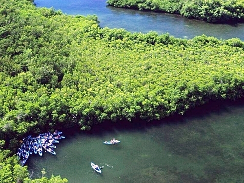 St. Thomas mangrove lagoon Cruise Excursion Reservations
