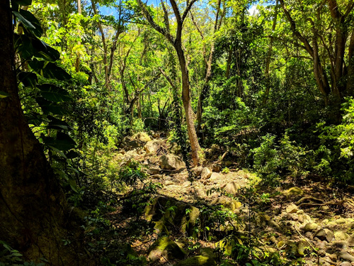 St. Kitts Old Sugar Estate UTV Shore Excursion Tickets