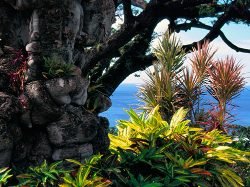St. Kitts  Basseterre Friars Bay Beach Sightseeing Tour Tickets