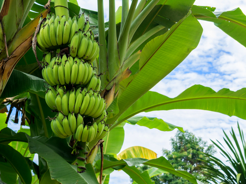 St. Lucia (Castries) castries Tour Cost