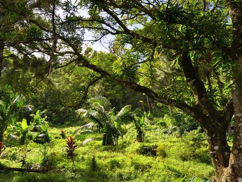 St. Lucia (Castries)  Trip Booking