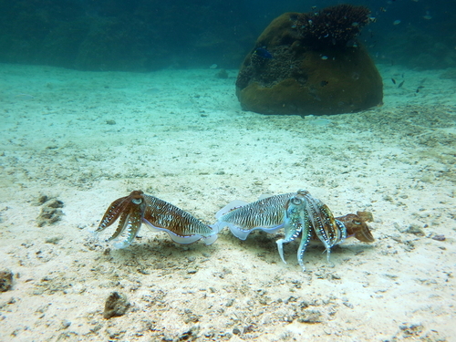 St. Lucia (Castries)  West Indies Pigeon Island Snorkeling Cruise Excursion Booking