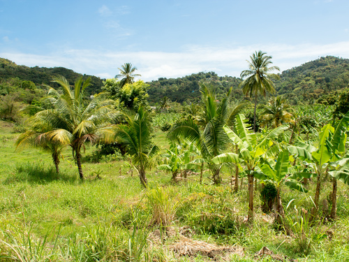 St. Lucia (Castries)  West Indies The Morne Sightseeing Shore Excursion Cost