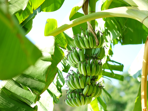St. Lucia (Castries)  West Indies banana platation Excursion Booking