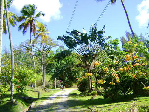 St. Lucia Catamaran Cruise and Zip Line Adventure Excursion