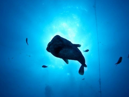 St Maarten  Philipsburg discover scuba dive Reservations