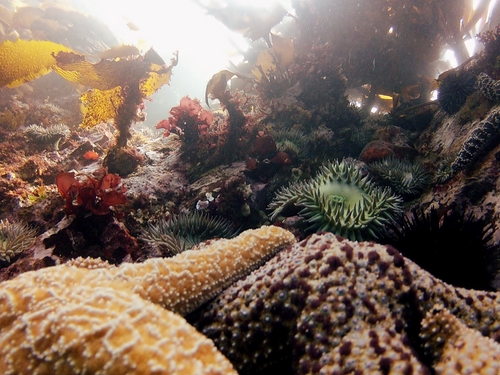 Ensenada Mexico underwater world Reviews