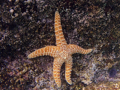 Ensenada marine life Trip