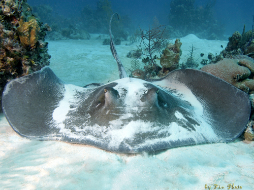 Nassau Bahamas SNUBA Shore Excursion Tickets