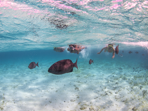 Grand Cayman coral garden reef Excursion Prices