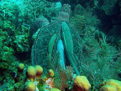 Roatan prince albert Diving Trip Booking