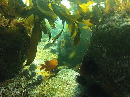 Ensenada Mexico marine life Trip