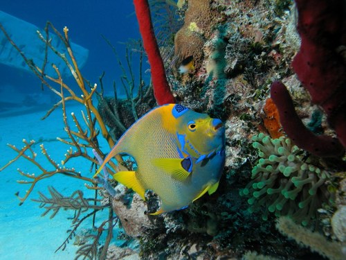 Nassau snuba diving and snorkeling Tour Booking