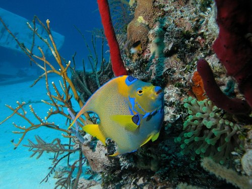 Nassau snuba diving and snorkeling Tour Booking