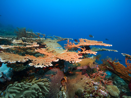 Belize snorkeling at Shark Ray Alley Cruise Excursion Cost