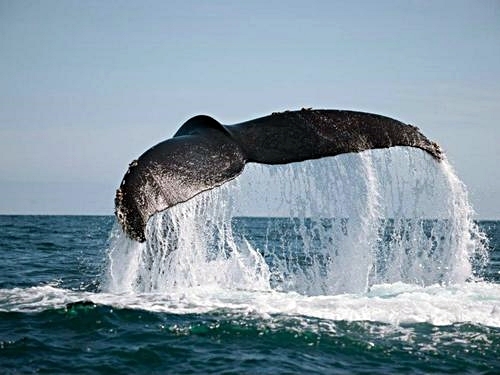 Turks and Caicos whale watching Excursion Prices