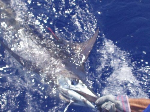 Taino Bay Private Deep Sea Fishing Charter Excursion