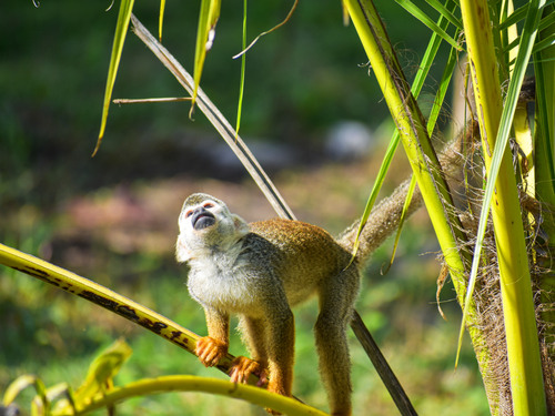 Taino Bay Squirrel Monkey Encounter and 8 Zip Lines Excursion 
