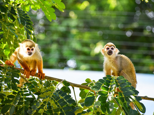 Taino Bay Squirrel Monkey Encounter and Horseback Riding Excursion