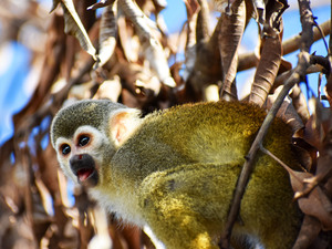 Taino Bay Squirrel Monkey Encounter and Lunch Excursion