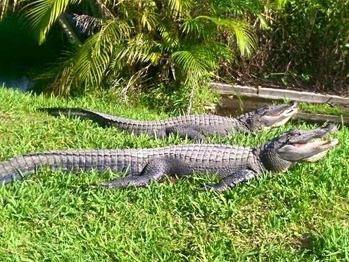 Fort Lauderdale  Florida airboat ride Tour Reviews