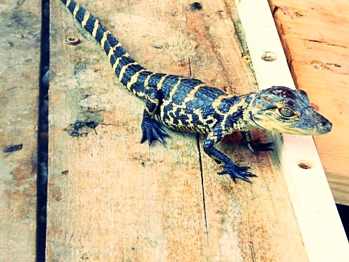 Fort Lauderdale aligators Shore Excursion Prices