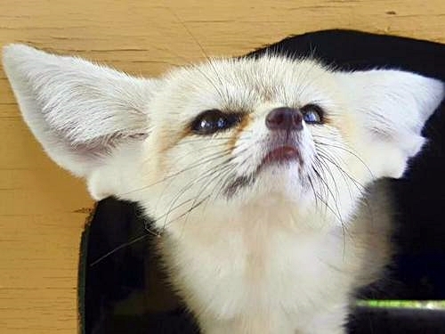 Fort Lauderdale felines Cruise Excursion Booking