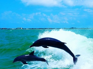 Tampa Dolphin Watching and Buffet Lunch Cruise Excursion