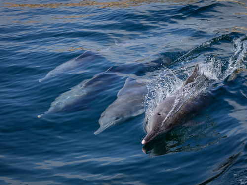 Tampa  US wild dolphins Shore Excursion Prices