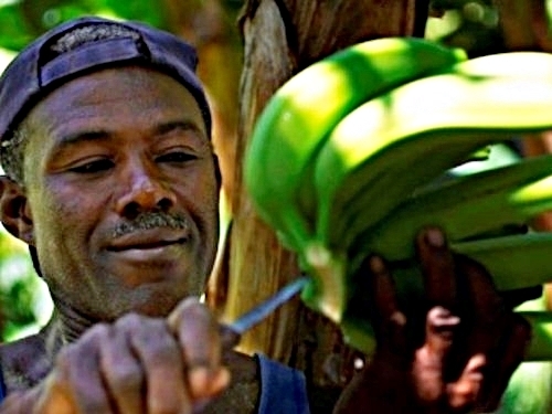 St. Lucia Castries banana plantation Cruise Excursion Tickets