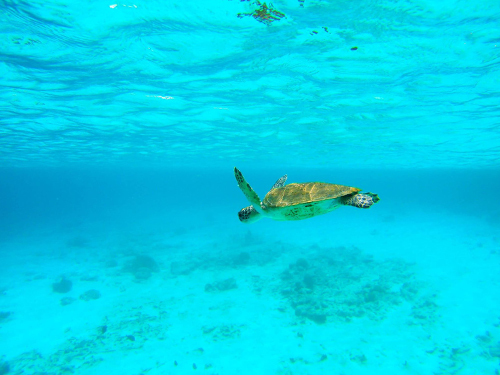 Bonaire lighthouse Cruise Excursion Reviews