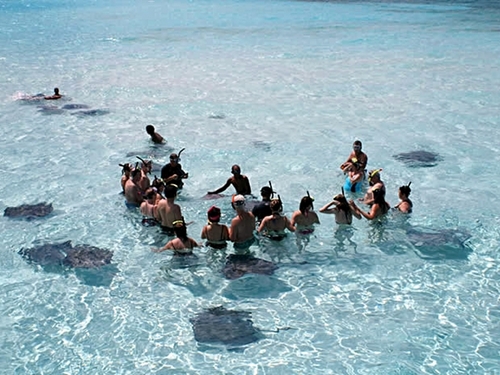 Grand Cayman  George Town Starfish Beach  Booking