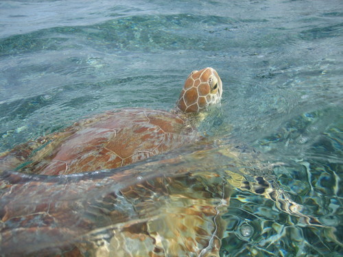 Belize  Belize City Caye Caulker beach break Trip
