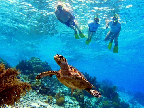 Willemstad coral reef Cruise Excursion Booking