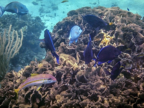 Roatan beach Tour Prices