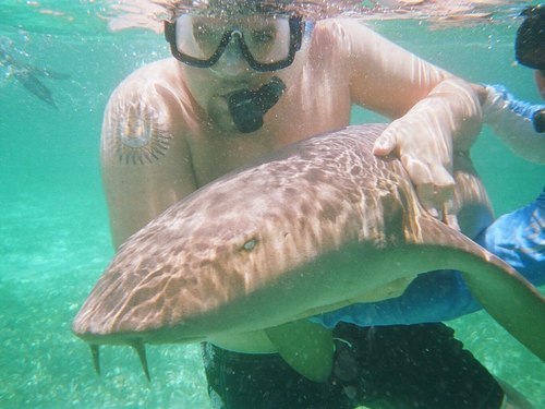 Belize Shark Ray Alley Cost