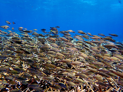 Roatan Cordelia Banks Snorkel Tour Booking