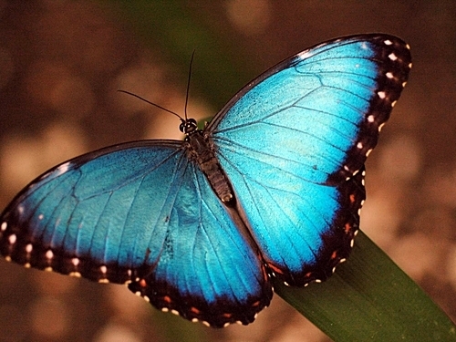 Belize St. Herman's Blue Hole Cost