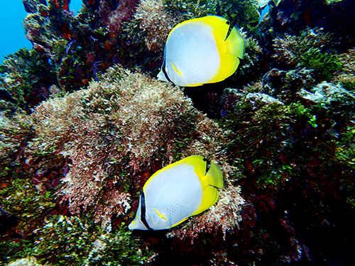 Roatan  Honduras Southern Reef Snorkel Shore Excursion Prices