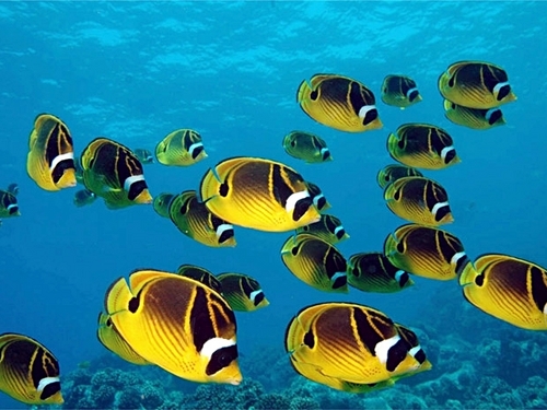 Cozumel  Mexico tropical fish Tickets