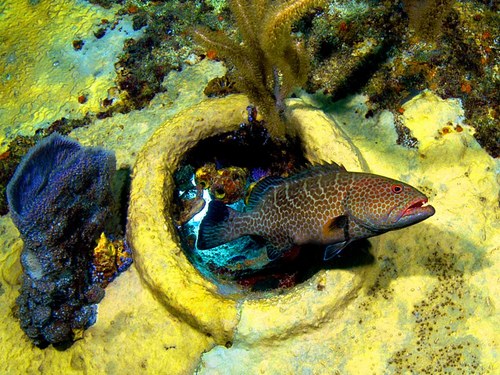 Nassau  Bahamas sunken shipwrecks Reservations