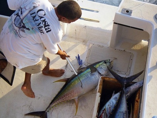 Grand Cayman  Grand Cayman (George Town) deep sea fishing Tickets