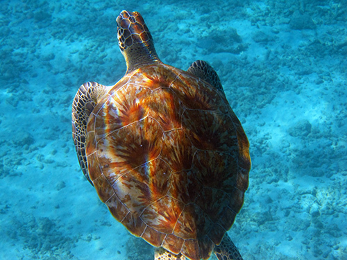 Curacao snorkeling sites Tour Cost