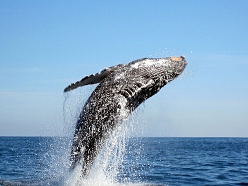 Turks and Caicos whale watching Excursion Reviews