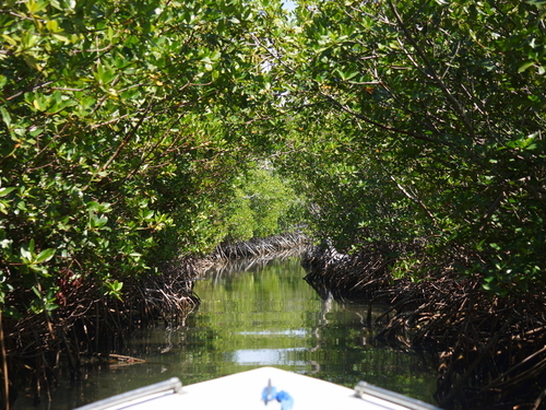 Belize Belize City mangroves Boat Excursion Tickets